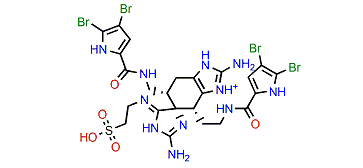 Nagelamide Y